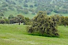 Oak trees and grass cover the countryside in green, spring, Sierra Nevada foothills. Mariposa, California, USA. Image #16054