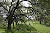 Oak trees and grass cover the countryside in green, spring, Sierra Nevada foothills. Mariposa, California, USA. Image #16055