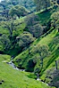 Oak trees and grass cover the countryside in green, spring, Sierra Nevada foothills. Mariposa, California, USA. Image #16056