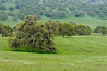 Oak trees and grass cover the countryside in green, spring, Sierra Nevada foothills. Mariposa, California, USA. Image #16057