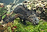 Marine iguana, underwater, forages for green algae that grows on the lava reef. Bartolome Island, Galapagos Islands, Ecuador. Image #16227