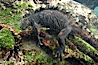 Marine iguana, underwater, forages for green algae that grows on the lava reef. Bartolome Island, Galapagos Islands, Ecuador. Image #16228