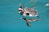 Galapagos penguin, underwater, swimming.  Bartolome Island. Bartolome Island, Galapagos Islands, Ecuador. Image #16234
