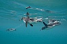 Galapagos penguin, underwater, swimming.  Bartolome Island. Bartolome Island, Galapagos Islands, Ecuador. Image #16235