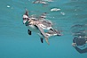 Galapagos penguin, underwater, swimming.  Bartolome Island. Bartolome Island, Galapagos Islands, Ecuador. Image #16236