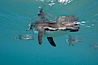 Galapagos penguin, underwater, swimming.  Bartolome Island. Bartolome Island, Galapagos Islands, Ecuador. Image #16237