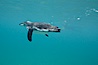 Galapagos penguin, underwater, swimming.  Bartolome Island. Bartolome Island, Galapagos Islands, Ecuador. Image #16238