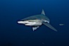 Galapagos shark. Wolf Island, Galapagos Islands, Ecuador. Image #16239