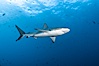 Galapagos shark. Wolf Island, Galapagos Islands, Ecuador. Image #16241