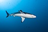 Galapagos shark. Wolf Island, Galapagos Islands, Ecuador. Image #16242