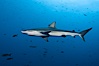 Galapagos shark. Wolf Island, Galapagos Islands, Ecuador. Image #16243