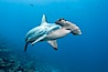 Scalloped hammerhead shark swims over a reef in the Galapagos Islands.  The hammerheads eyes and other sensor organs are placed far apart on its wide head to give the shark greater ability to sense the location of prey. Wolf Island, Galapagos Islands, Ecuador. Image #16246