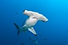Scalloped hammerhead shark. Darwin Island, Galapagos Islands, Ecuador. Image #16248