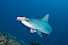 Scalloped hammerhead shark. Darwin Island, Galapagos Islands, Ecuador. Image #16251