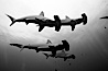 Hammerhead sharks, schooling, black and white / grainy. Darwin Island, Galapagos Islands, Ecuador. Image #16254