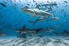 Hammerhead sharks, schooling, black and white / grainy. Darwin Island, Galapagos Islands, Ecuador. Image #16255