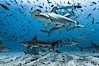 Hammerhead sharks, schooling, black and white / grainy. Darwin Island, Galapagos Islands, Ecuador. Image #16255