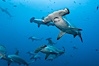 Hammerhead sharks, schooling. Wolf Island, Galapagos Islands, Ecuador. Image #16257