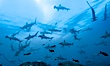 Hammerhead sharks, schooling. Wolf Island, Galapagos Islands, Ecuador. Image #16258