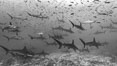 Hammerhead sharks, schooling. Darwin Island, Galapagos Islands, Ecuador. Image #16259