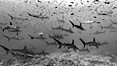 Hammerhead sharks, schooling. Darwin Island, Galapagos Islands, Ecuador. Image #16259