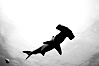 Scalloped hammerhead shark, black and white / grainy. Darwin Island, Galapagos Islands, Ecuador. Image #16264