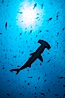 Scalloped hammerhead shark, black and white / grainy. Darwin Island, Galapagos Islands, Ecuador. Image #16265