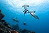 Hammerhead sharks, schooling, black and white / grainy. Wolf Island, Galapagos Islands, Ecuador. Image #16268