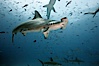 Scalloped hammerhead shark. Darwin Island, Galapagos Islands, Ecuador. Image #16269