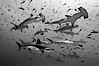 Hammerhead sharks, schooling. Darwin Island, Galapagos Islands, Ecuador. Image #16270