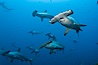 Hammerhead sharks swim in a school underwater at Wolf Island in the Galapagos archipelago.  The hammerheads eyes and other sensor organs are placed far apart on its wide head to give the shark greater ability to sense the location of prey. Wolf Island, Galapagos Islands, Ecuador. Image #16271