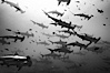 Hammerhead sharks, schooling. Darwin Island, Galapagos Islands, Ecuador. Image #16273