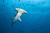 Scalloped hammerhead shark. Darwin Island, Galapagos Islands, Ecuador. Image #16280