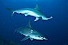 Scalloped hammerhead shark. Darwin Island, Galapagos Islands, Ecuador. Image #16288