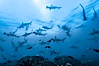 Hammerhead sharks, schooling, black and white / grainy. Wolf Island, Galapagos Islands, Ecuador. Image #16296
