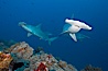 Scalloped hammerhead shark. Darwin Island, Galapagos Islands, Ecuador. Image #16306