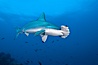 Scalloped hammerhead shark. Darwin Island, Galapagos Islands, Ecuador. Image #16307