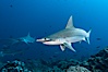 Scalloped hammerhead shark. Darwin Island, Galapagos Islands, Ecuador. Image #16308