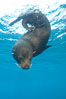 Galapagos fur seal,  Darwin Island. Galapagos Islands, Ecuador. Image #16314
