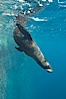 Galapagos fur seal,  Gordon Rocks. Gordon Rocks, Galapagos Islands, Ecuador. Image #16316