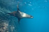 Galapagos fur seal,  Gordon Rocks. Gordon Rocks, Galapagos Islands, Ecuador. Image #16323