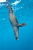 Galapagos fur seal,  Gordon Rocks. Gordon Rocks, Galapagos Islands, Ecuador. Image #16328