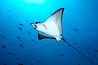 Spotted eagle ray. Wolf Island, Galapagos Islands, Ecuador. Image #16329