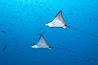 Spotted eagle rays. Wolf Island, Galapagos Islands, Ecuador. Image #16330