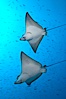 Spotted eagle rays. Wolf Island, Galapagos Islands, Ecuador. Image #16331