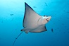 Spotted eagle ray. Wolf Island, Galapagos Islands, Ecuador. Image #16332