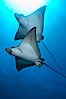 Spotted eagle rays. Wolf Island, Galapagos Islands, Ecuador. Image #16333