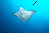 Spotted eagle ray. Wolf Island, Galapagos Islands, Ecuador. Image #16334