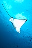 Spotted eagle ray. Wolf Island, Galapagos Islands, Ecuador. Image #16335