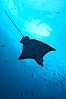 Spotted eagle ray. Wolf Island, Galapagos Islands, Ecuador. Image #16336